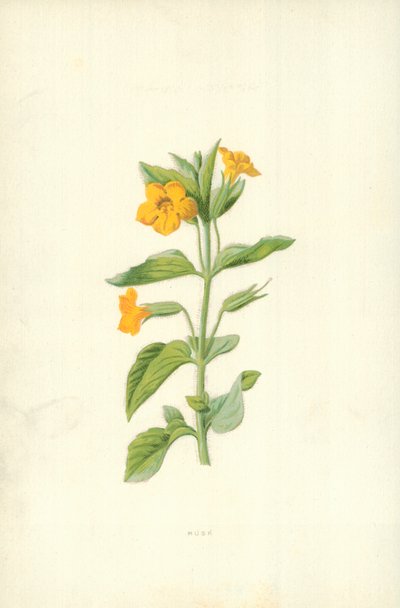 Pižmo od Frederick Edward Hulme