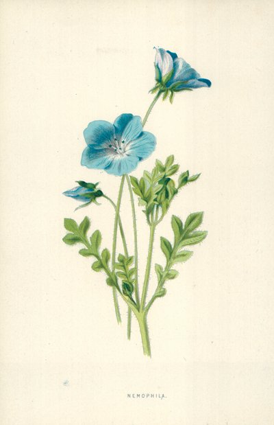 Nemophila od Frederick Edward Hulme