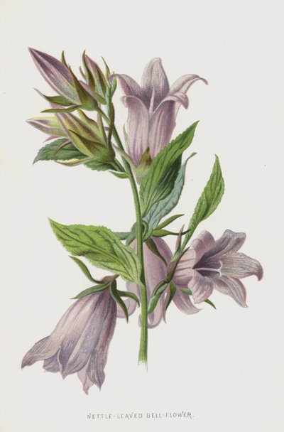 Zvonek kopřivový (chromolitho) od Frederick Edward Hulme