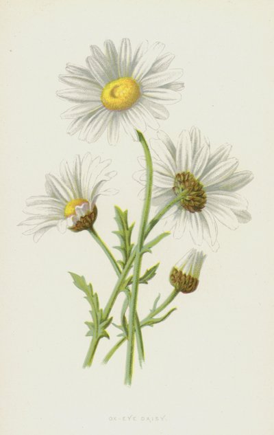 Ox-Eye Daisy (chromolitho) od Frederick Edward Hulme