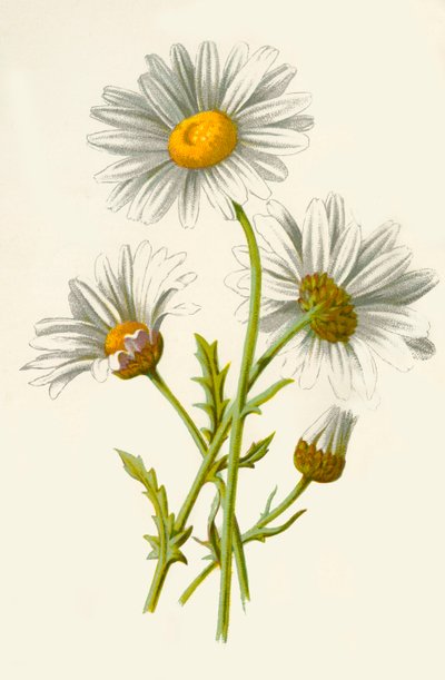 Ox-Eye Daisy, 1877. od Frederick Edward Hulme
