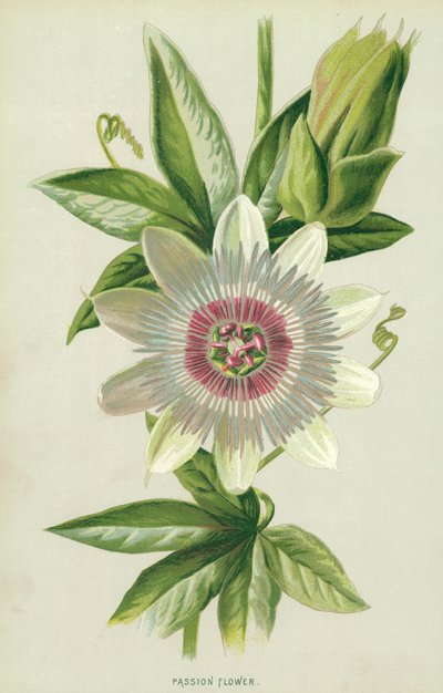 Mučenka od Frederick Edward Hulme