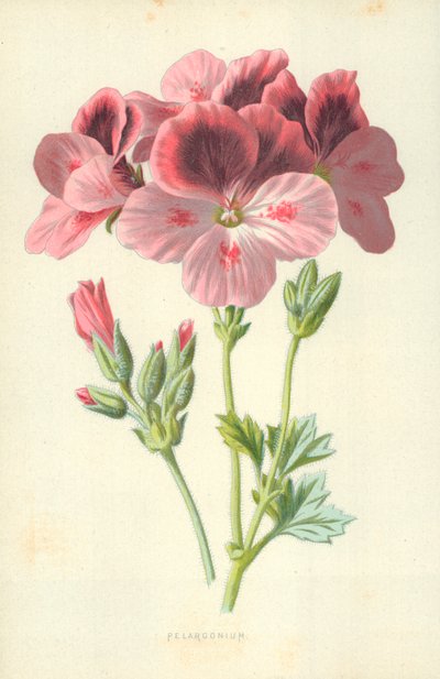Pelargonium od Frederick Edward Hulme