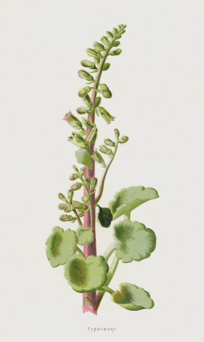 Pennywort (chromolitho) od Frederick Edward Hulme