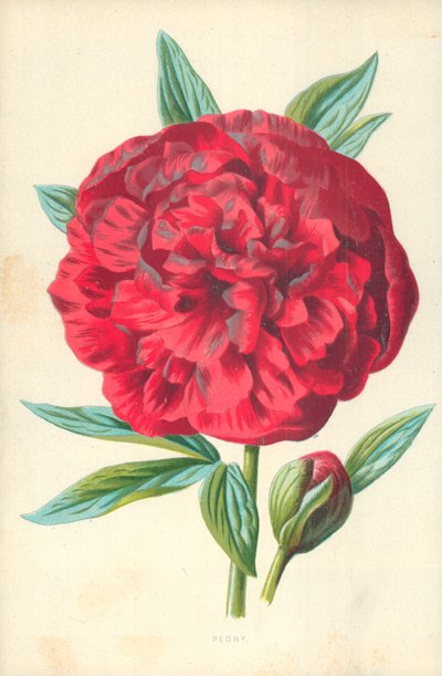 Pivoňka od Frederick Edward Hulme