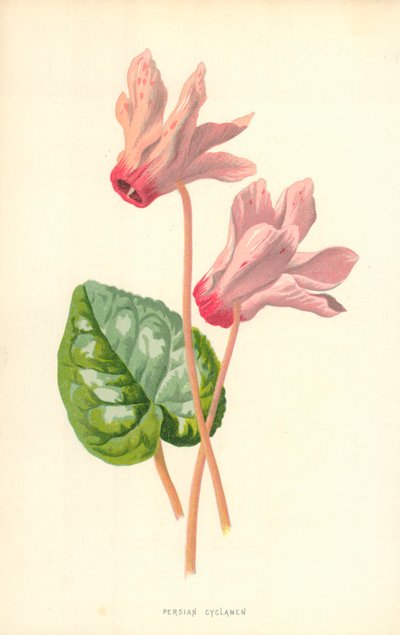 Perský Cyclamen od Frederick Edward Hulme
