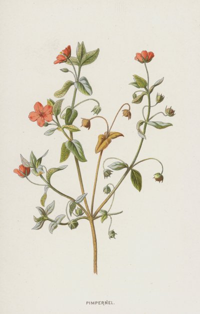 Pimpernel (chromolitho) od Frederick Edward Hulme