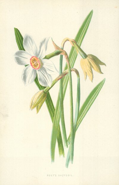 Básníkův narcis od Frederick Edward Hulme