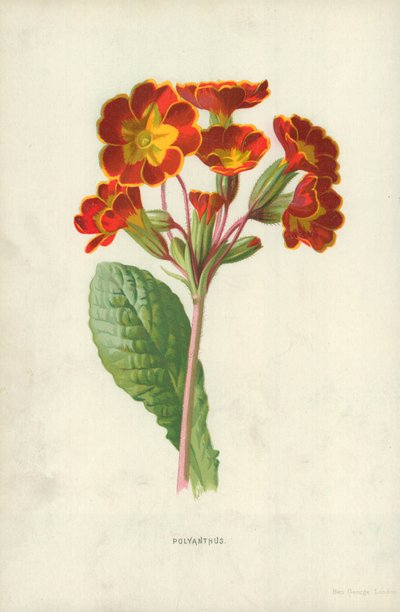 Prvosenka od Frederick Edward Hulme
