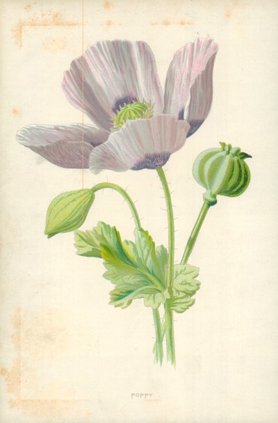 Mák od Frederick Edward Hulme