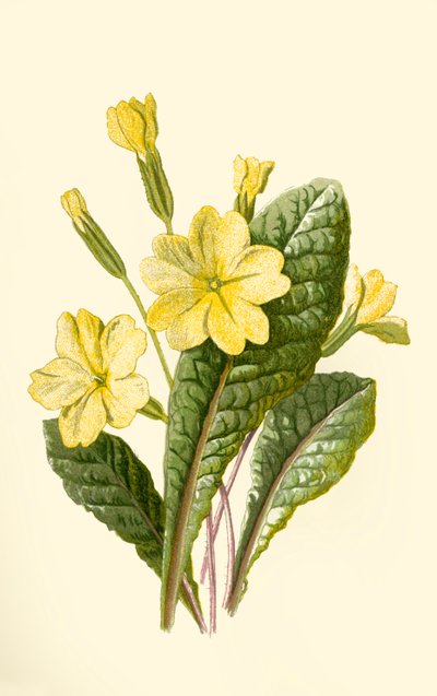 Primrose, 1877. od Frederick Edward Hulme
