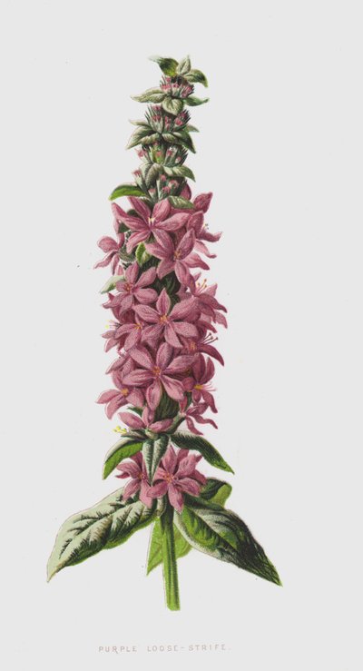 Purple Loose-Strife (chromolitho) od Frederick Edward Hulme