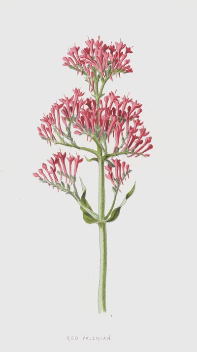 Valerian červený (chromolitho) od Frederick Edward Hulme