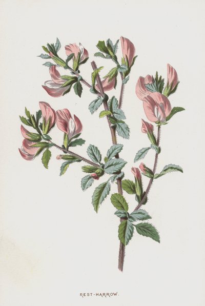 Rest-Harrow (chromolitho) od Frederick Edward Hulme