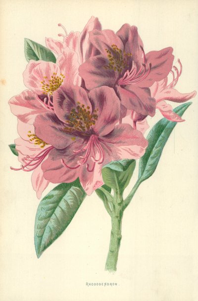 Rhododendron od Frederick Edward Hulme