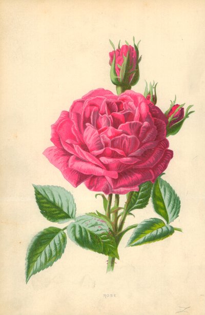 Růže od Frederick Edward Hulme