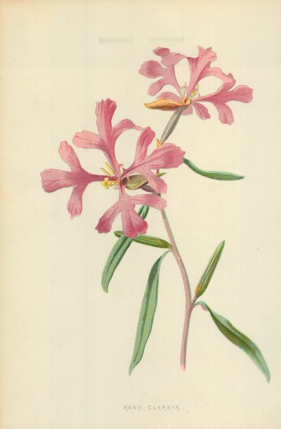 Rosy Clarkia od Frederick Edward Hulme