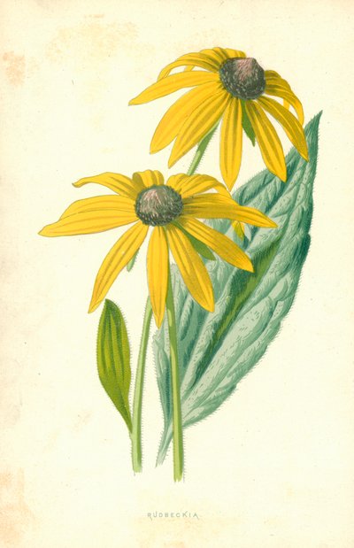 Rudbeckia od Frederick Edward Hulme