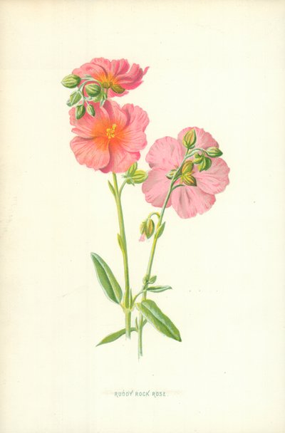 Ruddy Rock Rose od Frederick Edward Hulme