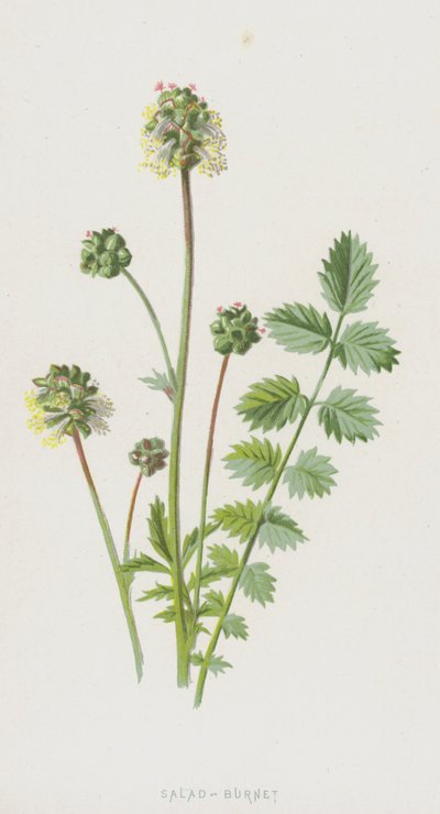 Salad-Burnet (chromolitho) od Frederick Edward Hulme