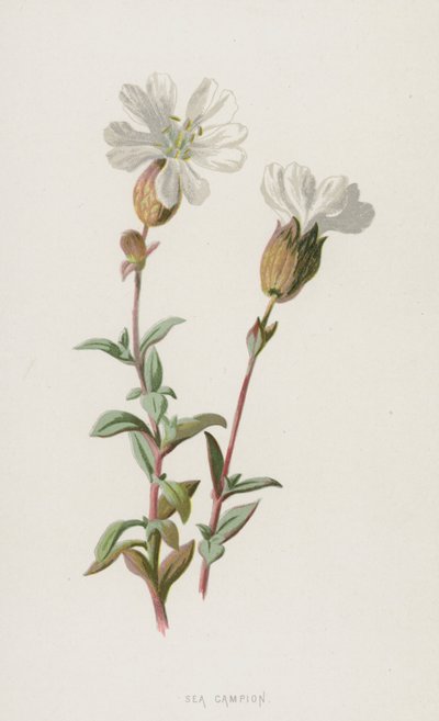 Sea Campion (chromolitho) od Frederick Edward Hulme