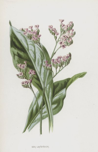 Mořská levandule (chromolitho) od Frederick Edward Hulme