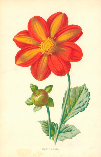 Svobodná Dahlia od Frederick Edward Hulme