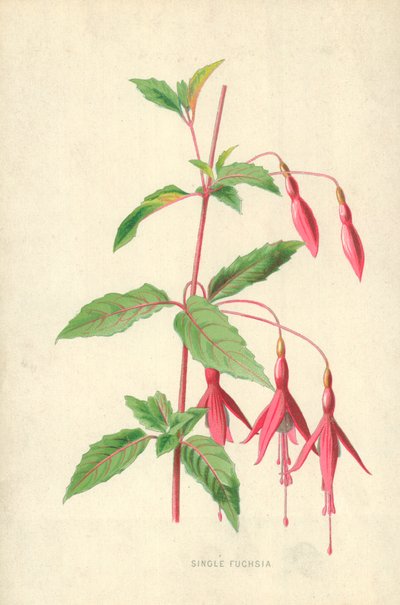 Single Fuchsia od Frederick Edward Hulme