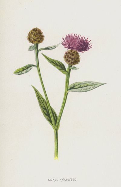 Knapweed (chromolitho) od Frederick Edward Hulme