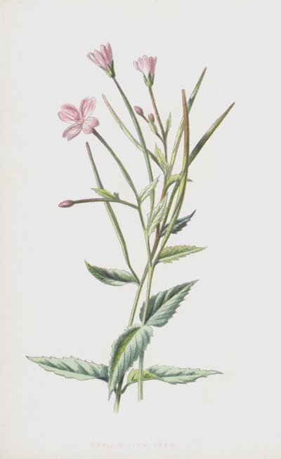 Malá vrbová bylina (chromolitho) od Frederick Edward Hulme