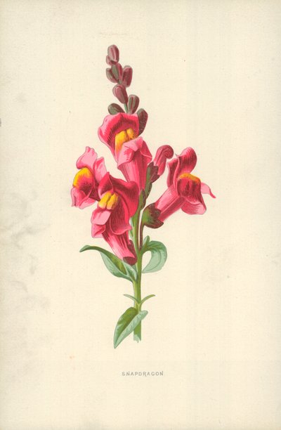 Hledík od Frederick Edward Hulme