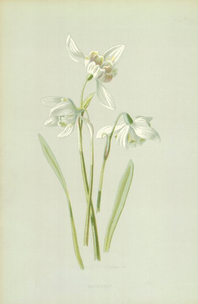 Sněženka od Frederick Edward Hulme