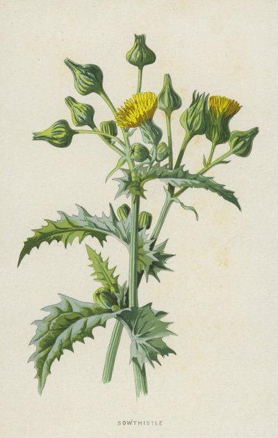 Sowthistle (chromolitho) od Frederick Edward Hulme