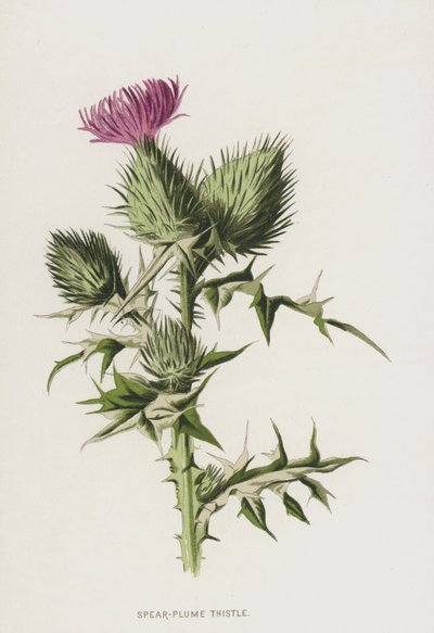 Bodlák kopijovitý (chromolitho) od Frederick Edward Hulme