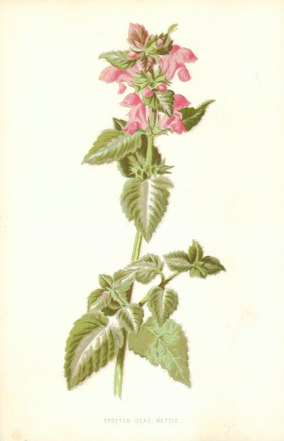 Kopřiva skvrnitá od Frederick Edward Hulme
