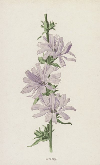 Succory (chromolitho) od Frederick Edward Hulme