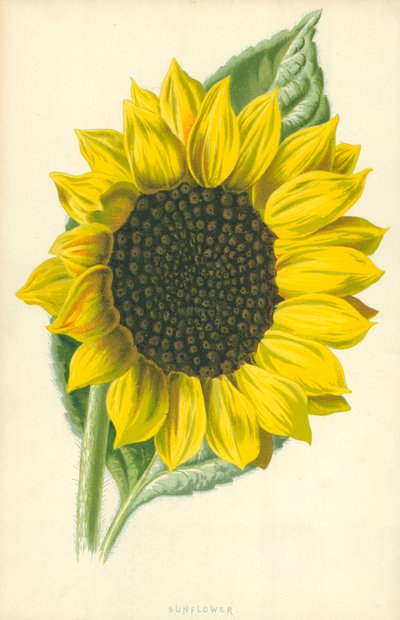 Slunečnice od Frederick Edward Hulme
