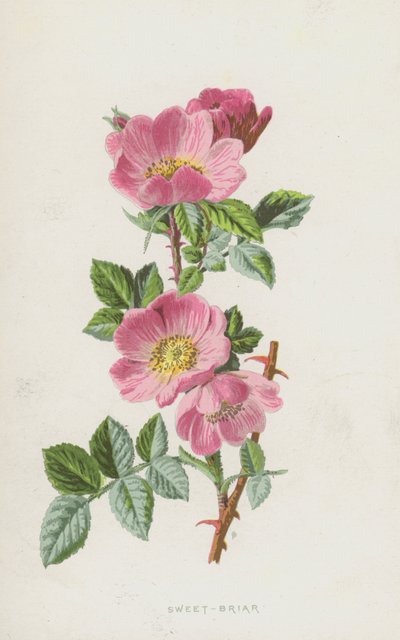 Sweet-Briar (chromolitho) od Frederick Edward Hulme