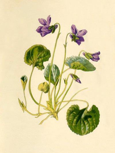 Sweet Violet, 1877. od Frederick Edward Hulme