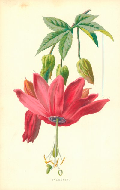 Taxonomie od Frederick Edward Hulme