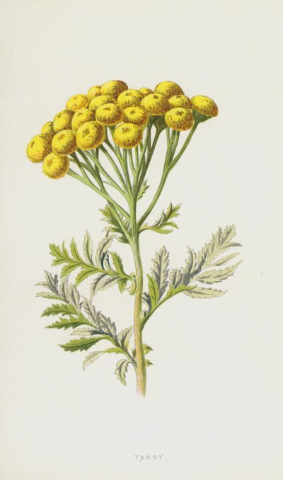 Tansy (chromolitho) od Frederick Edward Hulme