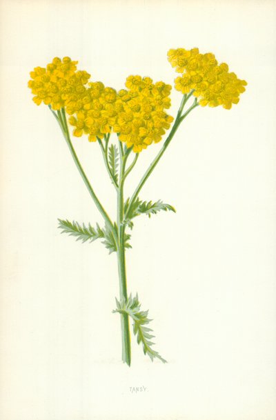 Tansy od Frederick Edward Hulme