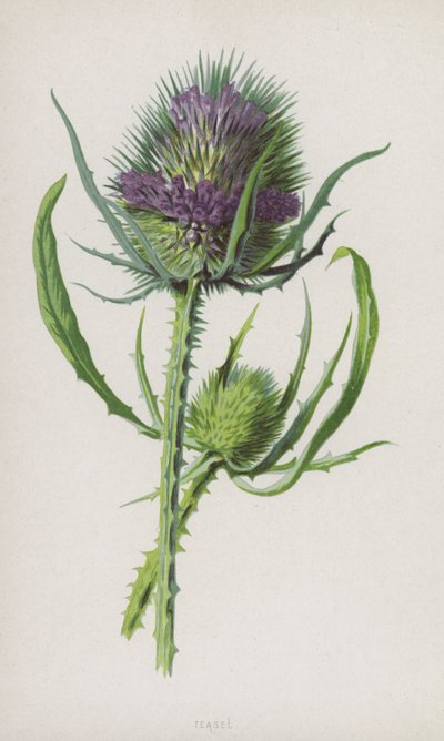 Teasel (chromolitho) od Frederick Edward Hulme