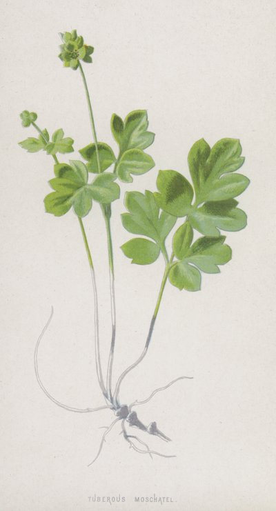 Tuberous Moschatel (chromolitho) od Frederick Edward Hulme