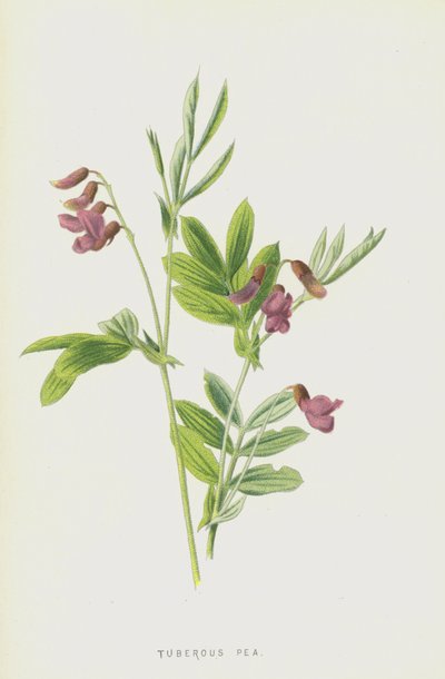 Hrách hlíznatý (chromolitho) od Frederick Edward Hulme