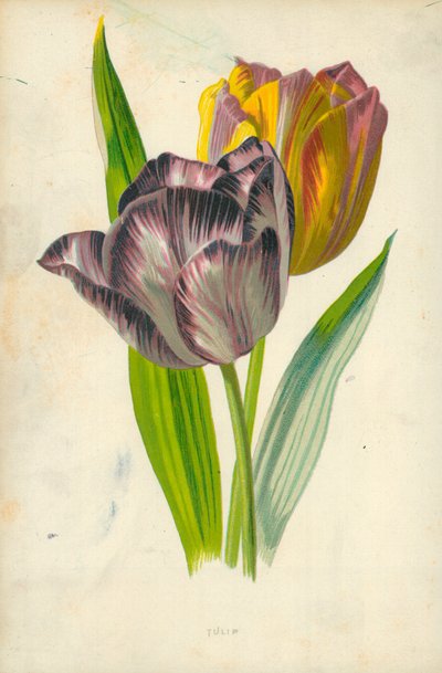 Tulipán od Frederick Edward Hulme