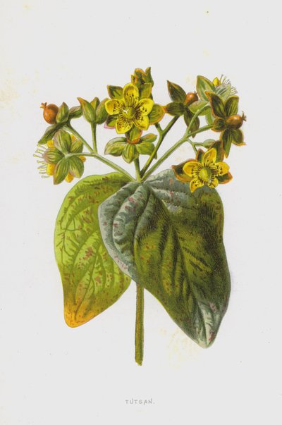 Tutsan (chromolitho) od Frederick Edward Hulme