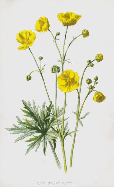 Vzpřímený luční crowfoot (chromolitho) od Frederick Edward Hulme