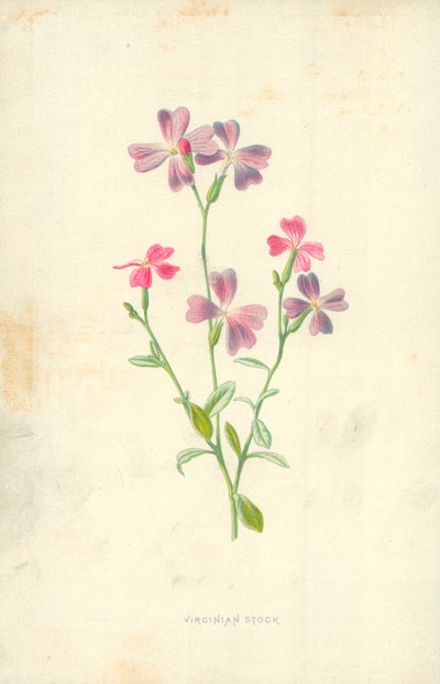 Virginian Stock od Frederick Edward Hulme