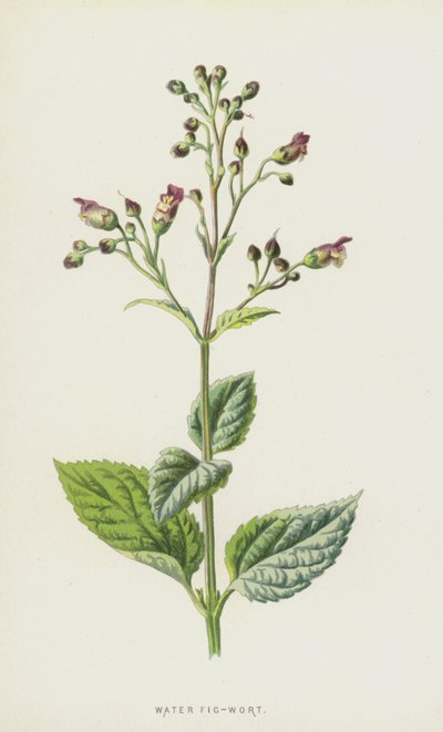 Fíkovník vodní (chromolitho) od Frederick Edward Hulme